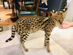 -猫小院猫主题餐厅(三里屯店)