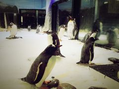 -悉尼海洋生物水族馆