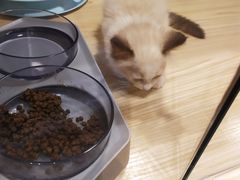 -屋虎猫馆(宝安大仟里店)