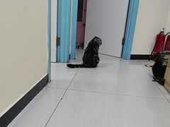 -全心全意连锁动物医院·微创中心·内科急重症·心脏专科(丰管路店)