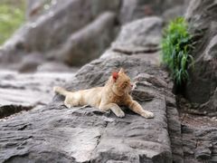 -泰山风景名胜区