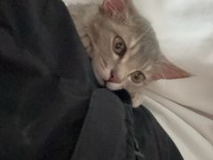 -乖乖宠物医院·猫科·急重症中心(车站北路分院)