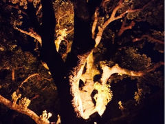 upload_pic-草山夜未眠景观餐厅