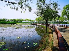 -绿堤公园