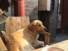 66-百好乐宠物友好餐厅(朝外大街店)