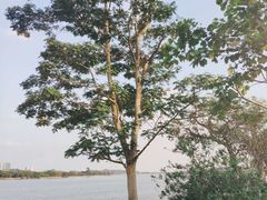 -鹤之洲湿地公园