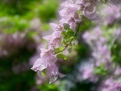 -深圳仙湖植物园-停车场