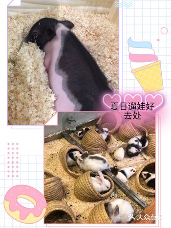 夏天遛娃 | PoiPoi啵咿萌宠馆，很划算呢