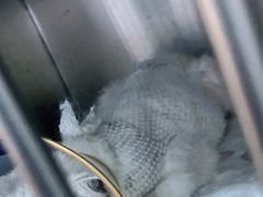 -萌兽医馆·绝育·24小时内科·宠物医院(德胜店)