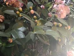 -老姐石板烧烤+铜炭火锅(总店)