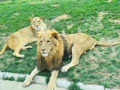 -北京野生动物园