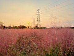 -王借岗森林公园