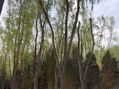 -森林公园(尖草坪区)