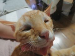 -瑞派名望24h动物医院异宠专科·猫专科·骨科·重症监护分院