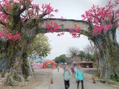 -天适樱花悠乐园