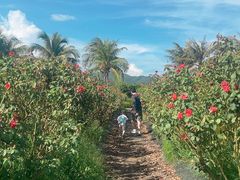 -亚龙湾国际玫瑰谷