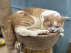 -安格丽娜·狗咖·猫咖羊驼咖(春熙路百盛商场店)