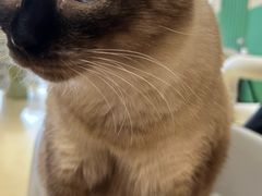 -藏猫猫咖啡主题馆(中央大道店)