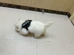 -瑞鹏宠物医院·骨科·猫科·内科(第一中心)