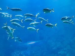 -海合安青岛极地海洋公园