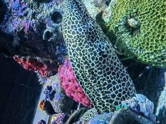 -暹罗海洋世界