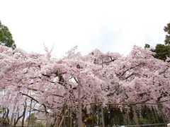 -醍醐寺