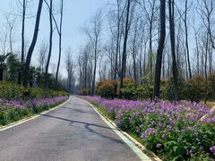 -合肥滨湖国家森林公园