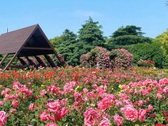 -上海滨江森林公园