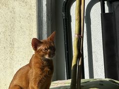 -琪喵猫屋·撸猫猫咖·猫舍