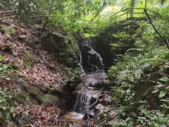 -莫里热带雨林景区
