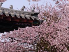 -桃花堤公园
