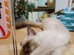 -屋虎猫馆(宝安大仟里店)