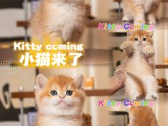 -小猫来了·猫舍(红山六九七九店)