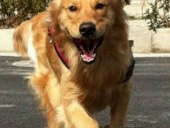 -乐嘟嘟宠物医院