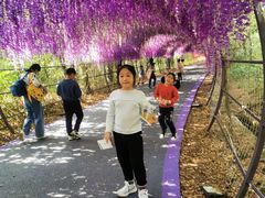 -大塘金香草谷