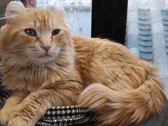 -猫小院猫主题餐厅(南锣旗舰店)