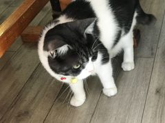 -海边的猫和咖啡馆