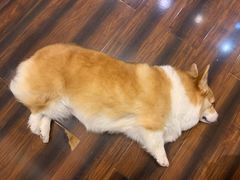 -豆柴町-柴犬主题狗咖(红鼎国际C座店)