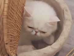 -More Fun猫咖 二十只万元加菲主题