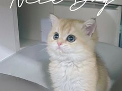 -东方名猫馆·英短金渐层布偶猫舍(环线广场1号楼店)