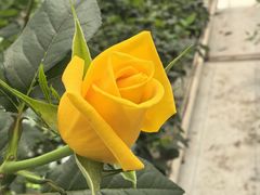 -上海鲜花港