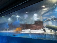 -海合安成都极地海洋公园