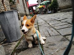 -合肥滨湖国家森林公园