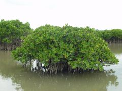 -东寨港红树林旅游区