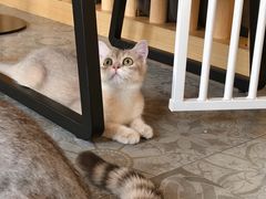 -房东的猫宠物生活馆