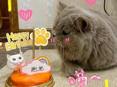 -屋虎猫馆(宝安大仟里店)