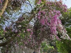 -深圳国际园林花卉博览园