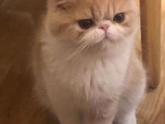 -滚猫咖啡·猫咖·猫友好撸猫(未来城店)