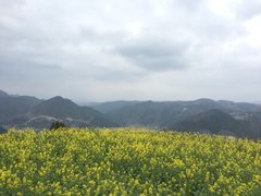-桑洲油菜花景区