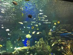 -瑞普利水族馆